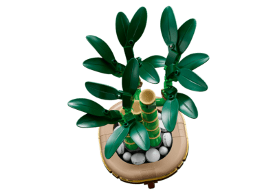 Lucky Bamboo -