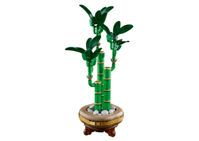 Lucky Bamboo -