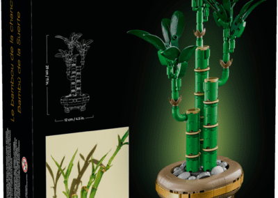 Lucky Bamboo -