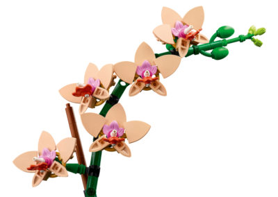 Mini Orchid -