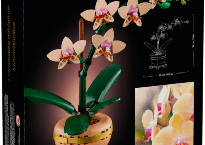 Mini Orchid -