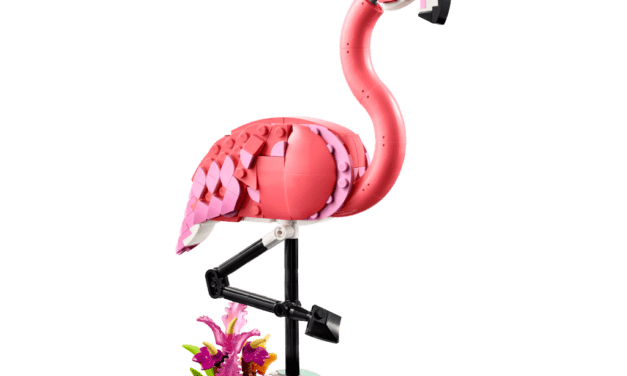 Wild Animals: Pink Flamingo Revealed