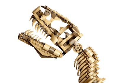 Dinosaur Fossils: Tyrannosaurus rex -