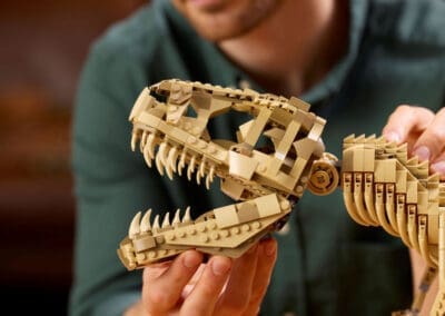 Dinosaur Fossils: Tyrannosaurus rex -