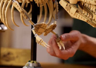 Dinosaur Fossils: Tyrannosaurus rex -