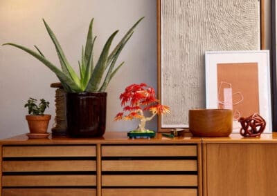 Japanese Red Maple Bonsai Tree -