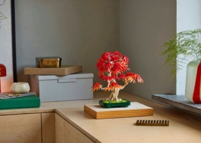 Japanese Red Maple Bonsai Tree -