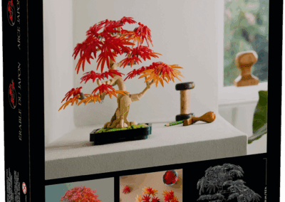 Japanese Red Maple Bonsai Tree -
