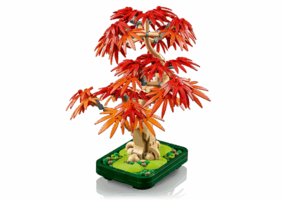 Japanese Red Maple Bonsai Tree -