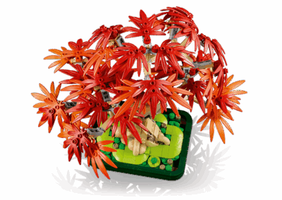 Japanese Red Maple Bonsai Tree -