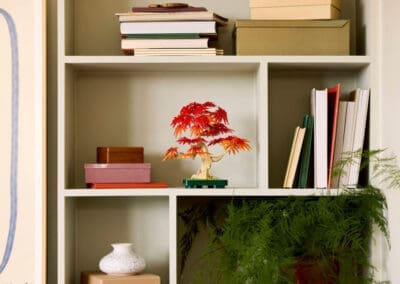 Japanese Red Maple Bonsai Tree -