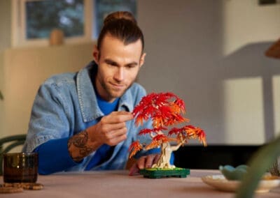 Japanese Red Maple Bonsai Tree -