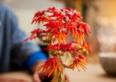 Japanese Red Maple Bonsai Tree -
