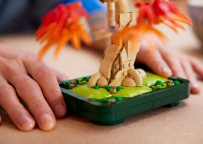 Japanese Red Maple Bonsai Tree -