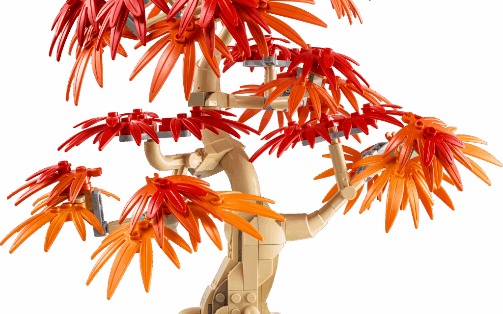 Japanese Red Maple Bonsai Tree Revealed