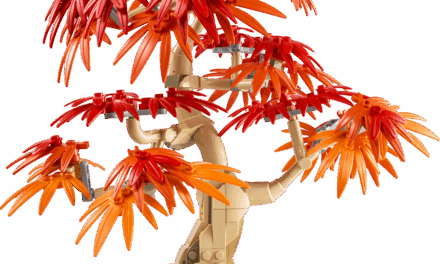 Japanese Red Maple Bonsai Tree Revealed