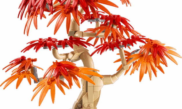 Japanese Red Maple Bonsai Tree Revealed